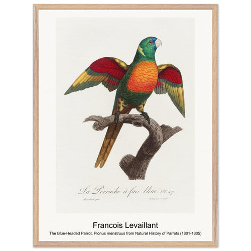 The Blue-Headed Parrot, Pionus menstruus from Natural History of Parrots (1801-1805) by François Levaillant. Archival Print on Museum Quality Matte Paper. Premium Wood Framed Wall Art. Optimised Aspect Ratio.