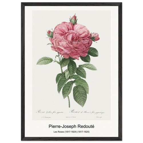Les Roses (1817-1824) (1817-1824) by Pierre-Joseph Redouté. Archival Print on Museum Quality Matte Paper. Premium Wood Framed Wall Art. Original Aspect Ratio