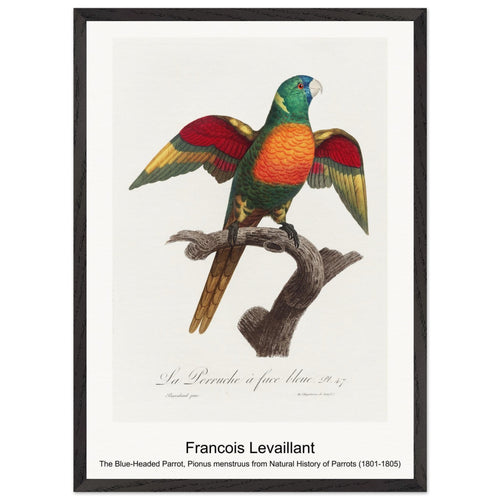 The Blue-Headed Parrot, Pionus menstruus from Natural History of Parrots (1801-1805) by François Levaillant. Archival Print on Museum Quality Matte Paper. Premium Wood Framed Wall Art. Original Aspect Ratio