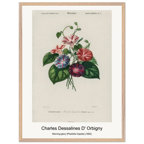 Morning-glory (Pharbitis hispida) (1892) by Charles Dessalines D' Orbigny. Archival Print on Museum Quality Matte Paper. Premium Wood Framed Wall Art. Optimised Aspect Ratio.