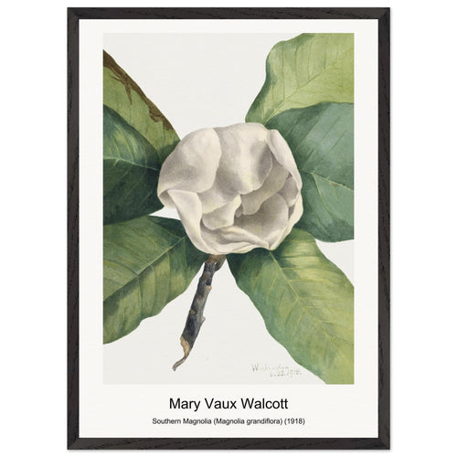 Southern Magnolia (Magnolia grandiflora) (1918) by Mary Vaux Walcott. Archival Print on Museum Quality Matte Paper. Premium Wood Framed Wall Art. Original Aspect Ratio