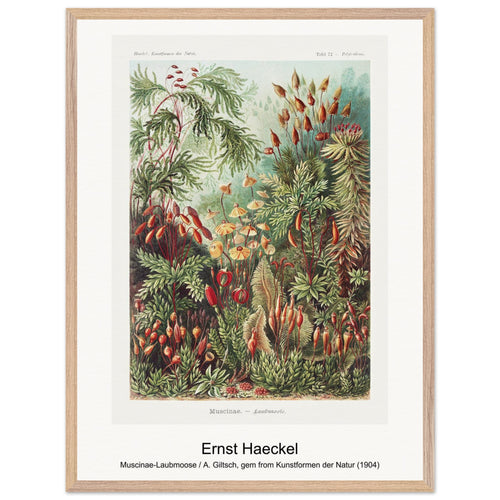 Muscinae-Laubmoose / A. Giltsch, gem from Kunstformen der Natur (1904) by Ernst Haeckel. Archival Print on Museum Quality Matte Paper. Premium Wood Framed Wall Art. Optimised Aspect Ratio.