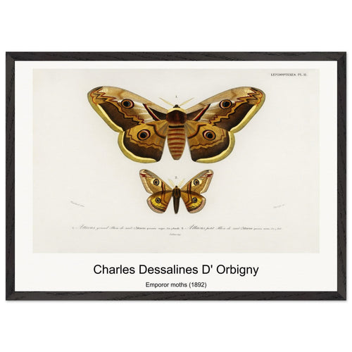 Emporor moths (1892) by Charles Dessalines D' Orbigny. Archival Print on Museum Quality Matte Paper. Premium Wood Framed Wall Art. Original Aspect Ratio