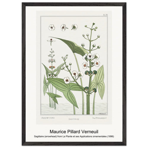Sagittaire (arrowhead) from La Plante et ses Applications ornementales (1896) by Maurice Pillard Verneuil. Archival Print on Museum Quality Matte Paper. Premium Wood Framed Wall Art. Original Aspect Ratio