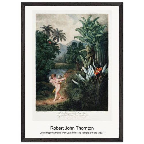 The Night-Blowing Cereus from The Temple of Flora (1807) by Robert John Thornton. Archival Print on Museum Quality Matte Paper. Premium Wood Framed Wall Art. Optimised Aspect Ratio.