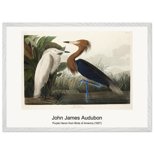 Purple Heron from Birds of America (1827) by John James Audubon. Archival Print on Museum Quality Matte Paper. Premium Wood Framed Wall Art. Original Aspect Ratio