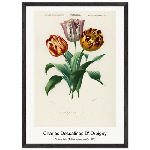 Didier's tulip (Tulipa gesneriana) (1892) by Charles Dessalines D' Orbigny. Archival Print on Museum Quality Matte Paper. Premium Wood Framed Wall Art. Optimised Aspect Ratio.