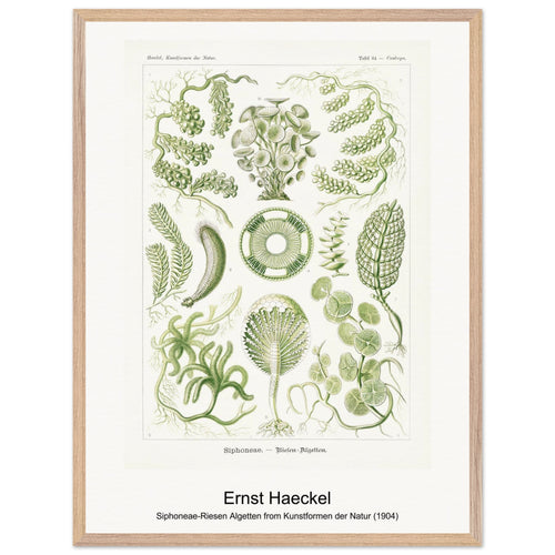 Siphoneae-Riesen Algetten from Kunstformen der Natur (1904) by Ernst Haeckel. Archival Print on Museum Quality Matte Paper. Premium Wood Framed Wall Art. Original Aspect Ratio