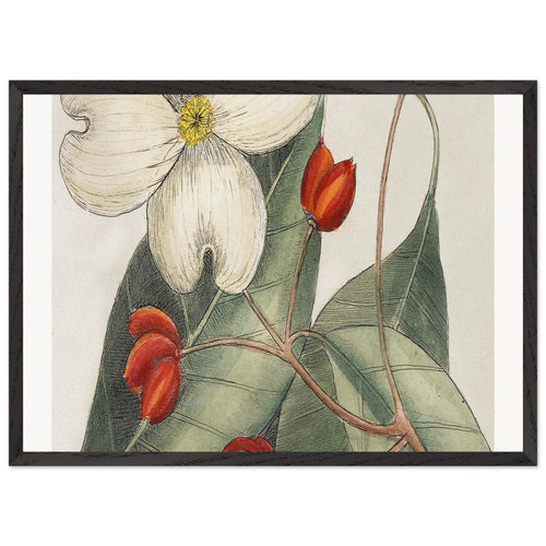 The Natural History of Carolina, Florida, and the Bahama Islands (1754) by Mark Catesby. Archival Print on Museum Quality Matte Paper. Premium Wood Framed Wall Art. Optimised Aspect Ratio.