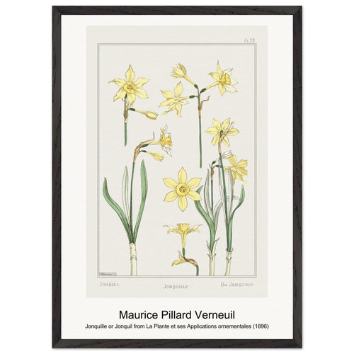 Jonquille or Jonquil from La Plante et ses Applications ornementales (1896) by Maurice Pillard Verneuil. Archival Print on Museum Quality Matte Paper. Premium Wood Framed Wall Art. Original Aspect Ratio