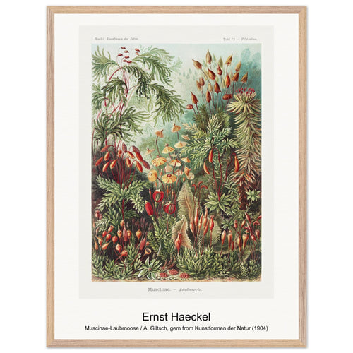 Muscinae-Laubmoose / A. Giltsch, gem from Kunstformen der Natur (1904) by Ernst Haeckel. Archival Print on Museum Quality Matte Paper. Premium Wood Framed Wall Art. Original Aspect Ratio