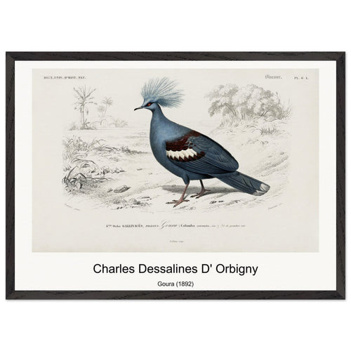 Goura (1892) by Charles Dessalines D' Orbigny. Archival Print on Museum Quality Matte Paper. Premium Wood Framed Wall Art. Original Aspect Ratio