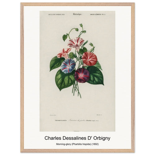 Morning-glory (Pharbitis hispida) (1892) by Charles Dessalines D' Orbigny. Archival Print on Museum Quality Matte Paper. Premium Wood Framed Wall Art. Original Aspect Ratio