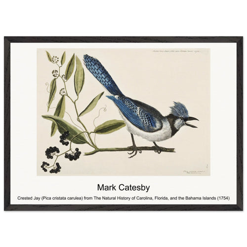 Crested Jay (Pica cristata carulea) from The Natural History of Carolina, Florida, and the Bahama Islands (1754) by Mark Catesby. Archival Print on Museum Quality Matte Paper. Premium Wood Framed Wall Art. Original Aspect Ratio