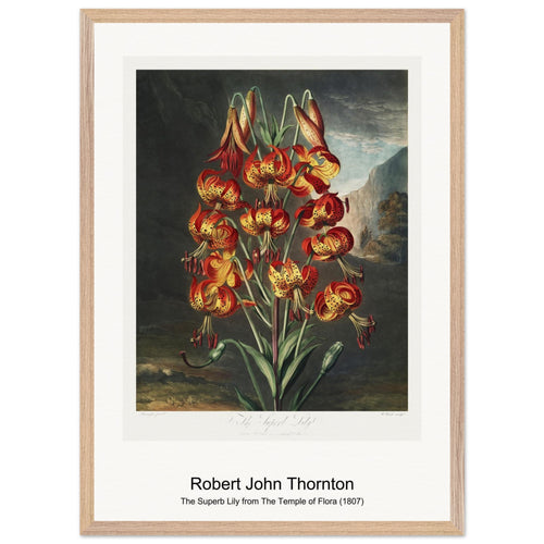 The Superb Lily from The Temple of Flora (1807) by Robert John Thornton. Archival Print on Museum Quality Matte Paper. Premium Wood Framed Wall Art. Original Aspect Ratio