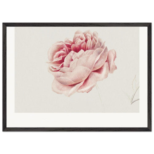 Red Rose (1776) by Jan van Os. Archival Print on Museum Quality Matte Paper. Premium Wood Framed Wall Art. Original Aspect Ratio