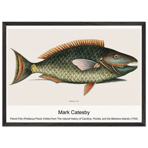 Parrot Fish (Psittacus Piscis Viridis) from The natural history of Carolina, Florida, and the Bahama Islands (1754) by Mark Catesby. Archival Print on Museum Quality Matte Paper. Premium Wood Framed Wall Art. Optimised Aspect Ratio.
