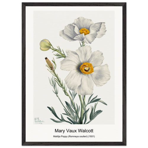 Matilija Poppy (Romneya coulteri) (1931) by Mary Vaux Walcott. Archival Print on Museum Quality Matte Paper. Premium Wood Framed Wall Art. Original Aspect Ratio