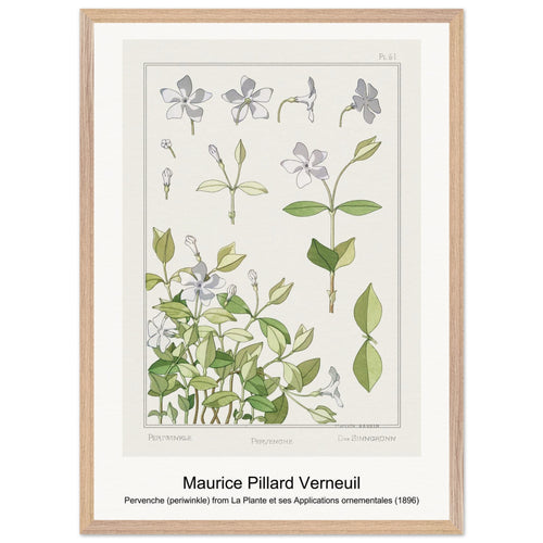 Pervenche (periwinkle) from La Plante et ses Applications ornementales (1896) by Maurice Pillard Verneuil. Archival Print on Museum Quality Matte Paper. Premium Wood Framed Wall Art. Optimised Aspect Ratio.