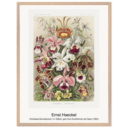 Orchideae-Denusblumen / A. Giltsch, gem from Kunstformen der Natur (1904) by Ernst Haeckel. Archival Print on Museum Quality Matte Paper. Premium Wood Framed Wall Art. Original Aspect Ratio