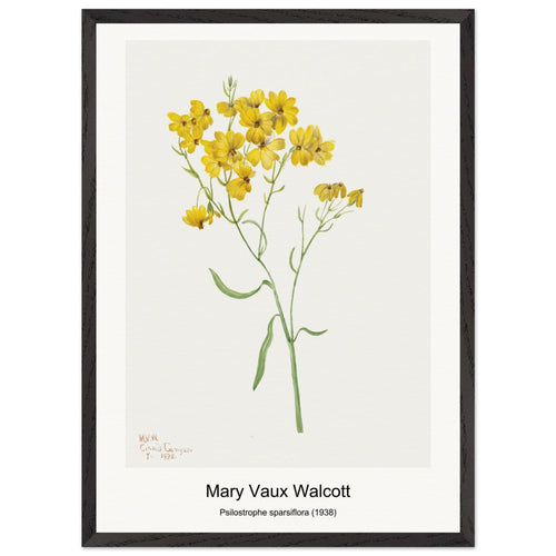 Psilostrophe sparsiflora (1938) by Mary Vaux Walcott. Archival Print on Museum Quality Matte Paper. Premium Wood Framed Wall Art. Original Aspect Ratio
