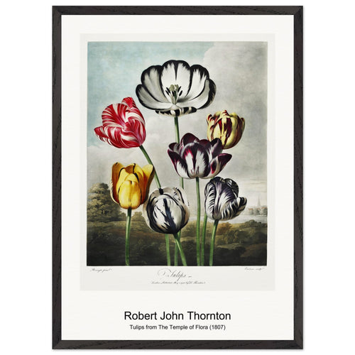 Cupid Inspiring Plants with Love from The Temple of Flora (1807) by Robert John Thornton. Archival Print on Museum Quality Matte Paper. Premium Wood Framed Wall Art. Original Aspect Ratio