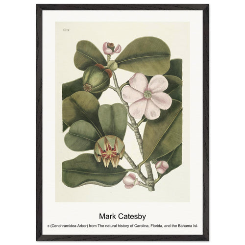 Balsam Tree (Cenchramidea Arbor) from The natural history of Carolina, Florida, and the Bahama Islands (1754) by Mark Catesby. Archival Print on Museum Quality Matte Paper. Premium Wood Framed Wall Art. Original Aspect Ratio