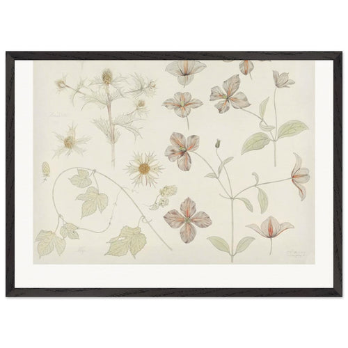 Study sheet with Sea Thistle, Hop and Clematis (1899) by Julie de Graag. Archival Print on Museum Quality Matte Paper. Premium Wood Framed Wall Art. Original Aspect Ratio