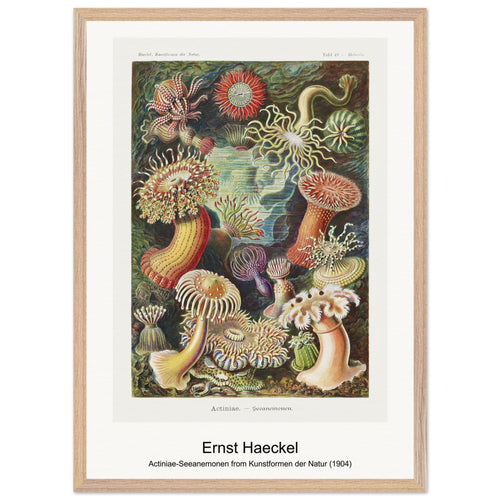 Actiniae-Seeanemonen from Kunstformen der Natur (1904) by Ernst Haeckel. Archival Print on Museum Quality Matte Paper. Premium Wood Framed Wall Art. Original Aspect Ratio