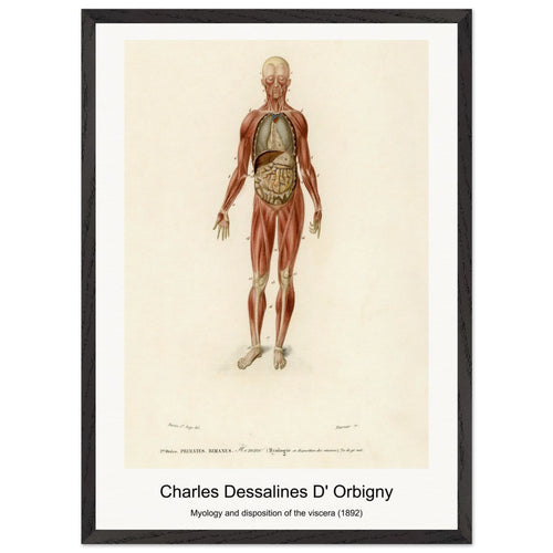 Myology and disposition of the viscera (1892) by Charles Dessalines D' Orbigny. Archival Print on Museum Quality Matte Paper. Premium Wood Framed Wall Art. Optimised Aspect Ratio.