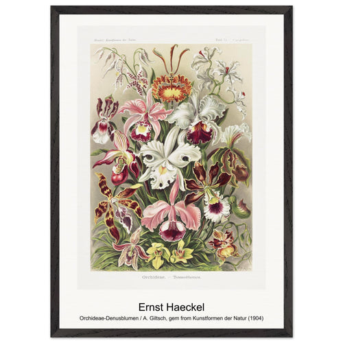 Orchideae-Denusblumen / A. Giltsch, gem from Kunstformen der Natur (1904) by Ernst Haeckel. Archival Print on Museum Quality Matte Paper. Premium Wood Framed Wall Art. Original Aspect Ratio