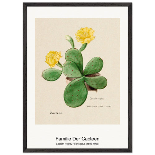 Eastern Prickly Pear cactus (1893-1905) by Familie Der Cacteen. Archival Print on Museum Quality Matte Paper. Premium Wood Framed Wall Art. Original Aspect Ratio