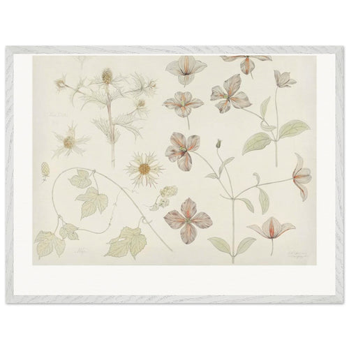Study sheet with Sea Thistle, Hop and Clematis (1899) by Julie de Graag. Archival Print on Museum Quality Matte Paper. Premium Wood Framed Wall Art. Original Aspect Ratio