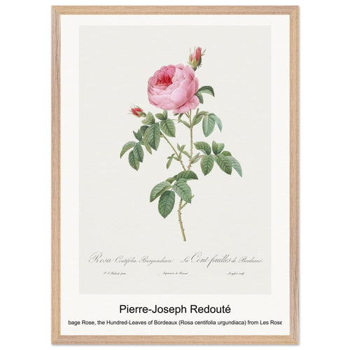 Burgundy Cabbage Rose, the Hundred-Leaves of Bordeaux (Rosa centifolia urgundiaca) from Les Roses (1817-1824) by Pierre-Joseph Redouté. Archival Print on Museum Quality Matte Paper. Premium Wood Framed Wall Art. Optimised Aspect Ratio.