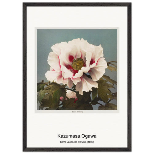 Lotus Flowers (1887-1897) by Ogawa Kazumasa. Archival Print on Museum Quality Matte Paper. Premium Wood Framed Wall Art. Original Aspect Ratio