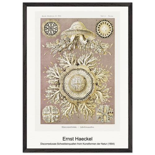 Discomedusae-Schweibenquallen from Kunstformen der Natur (1904) by Ernst Haeckel. Archival Print on Museum Quality Matte Paper. Premium Wood Framed Wall Art. Optimised Aspect Ratio.