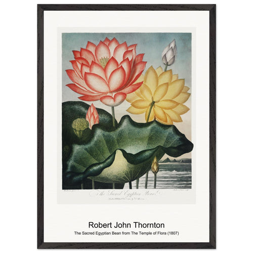 The Narrow-Leaved Kalmia from The Temple of Flora (1807) by Robert John Thornton. Archival Print on Museum Quality Matte Paper. Premium Wood Framed Wall Art. Original Aspect Ratio