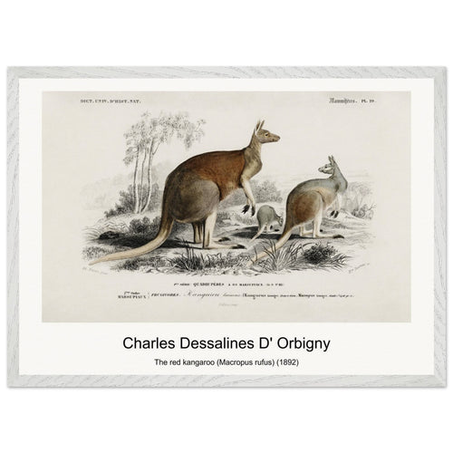 The red kangaroo (Macropus rufus) (1892) by Charles Dessalines D' Orbigny. Archival Print on Museum Quality Matte Paper. Premium Wood Framed Wall Art. Original Aspect Ratio