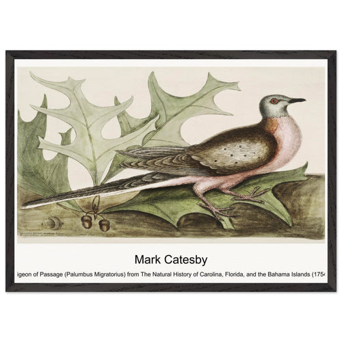 Pigeon of Passage (Palumbus Migratorius) from The Natural History of Carolina, Florida, and the Bahama Islands (1754) by Mark Catesby. Archival Print on Museum Quality Matte Paper. Premium Wood Framed Wall Art. Optimised Aspect Ratio.