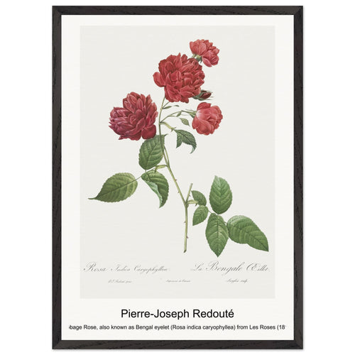 Red Cabbage Rose, also known as Bengal eyelet (Rosa indica caryophyllea) from Les Roses (1817-1824) by Pierre-Joseph Redouté. Archival Print on Museum Quality Matte Paper. Premium Wood Framed Wall Art. Original Aspect Ratio