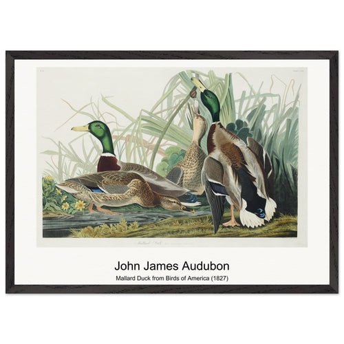 Mallard Duck from Birds of America (1827) by John James Audubon. Archival Print on Museum Quality Matte Paper. Premium Wood Framed Wall Art. Original Aspect Ratio