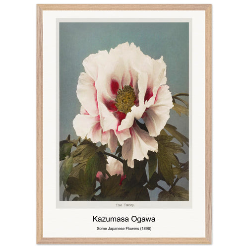 Some Japanese Flowers (1896) by Kazumasa Ogawa. Archival Print on Museum Quality Matte Paper. Premium Wood Framed Wall Art. Optimised Aspect Ratio.
