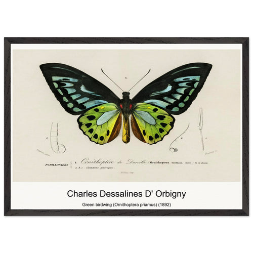 Green birdwing (Ornithoptera priamus) (1892) by Charles Dessalines D' Orbigny. Archival Print on Museum Quality Matte Paper. Premium Wood Framed Wall Art. Optimised Aspect Ratio.
