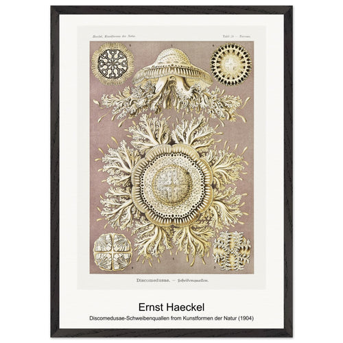 Discomedusae-Schweibenquallen from Kunstformen der Natur (1904) by Ernst Haeckel. Archival Print on Museum Quality Matte Paper. Premium Wood Framed Wall Art. Original Aspect Ratio