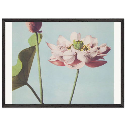 Beautiful photomechanical prints (1887-1897) by Ogawa Kazumasa. Archival Print on Museum Quality Matte Paper. Premium Wood Framed Wall Art. Original Aspect Ratio