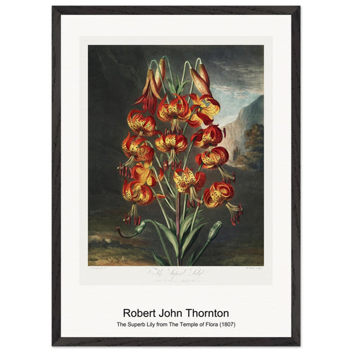 The Sacred Egyptian Bean from The Temple of Flora (1807) by Robert John Thornton. Archival Print on Museum Quality Matte Paper. Premium Wood Framed Wall Art. Original Aspect Ratio