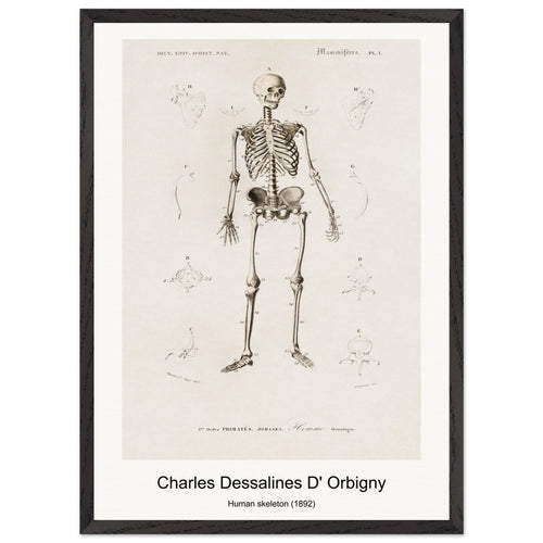 Human skeleton (1892) by Charles Dessalines D' Orbigny. Archival Print on Museum Quality Matte Paper. Premium Wood Framed Wall Art. Optimised Aspect Ratio.