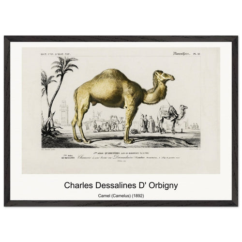 Camel (Camelus) (1892) by Charles Dessalines D' Orbigny. Archival Print on Museum Quality Matte Paper. Premium Wood Framed Wall Art. Original Aspect Ratio