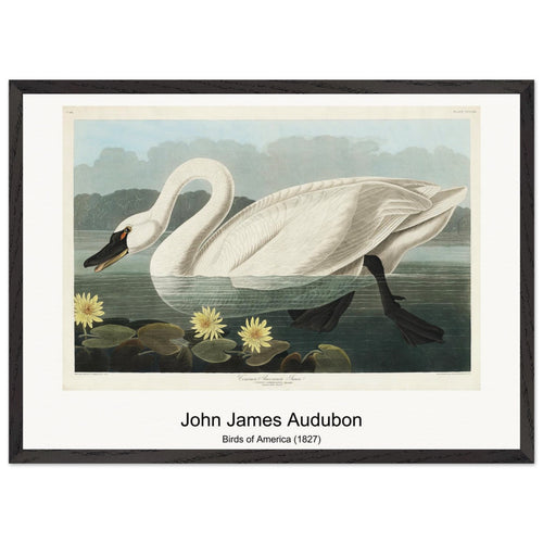 Birds of America (1827) by John James Audubon. Archival Print on Museum Quality Matte Paper. Premium Wood Framed Wall Art. Original Aspect Ratio