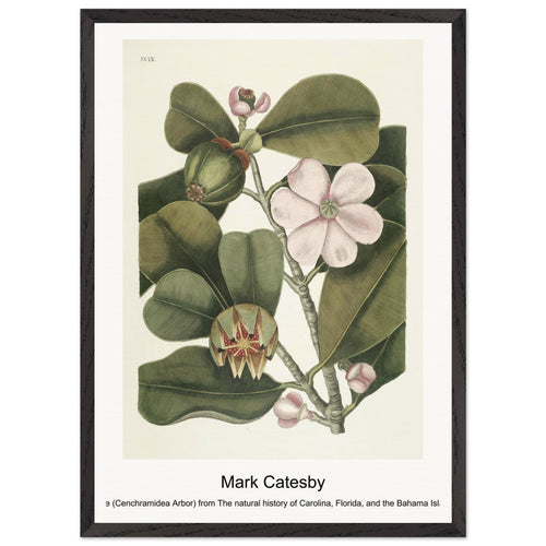 Balsam Tree (Cenchramidea Arbor) from The natural history of Carolina, Florida, and the Bahama Islands (1754) by Mark Catesby. Archival Print on Museum Quality Matte Paper. Premium Wood Framed Wall Art. Optimised Aspect Ratio.